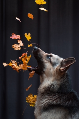 秋季落叶下的狼狗