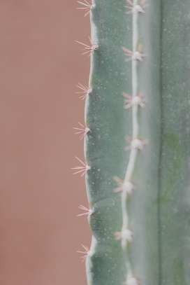 霸王鞭毛刺写真图