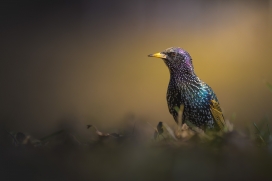 漂亮的紫翅椋鸟