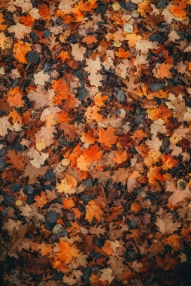 秋季枫树枯叶图片