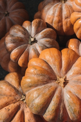 熟了的南瓜图片