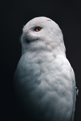 白色雕鸮猫头鹰鸟图片