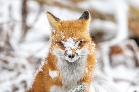 被雪盖住鼻子的小狐狸