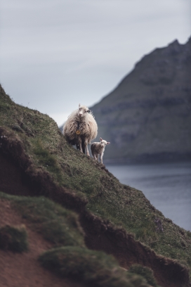 悬崖上的山羊妈妈与山羊宝宝