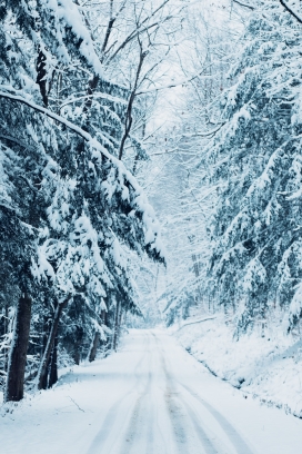 冬季森林小路