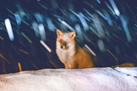 雪花下的北极狐