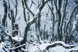 Winter Magic-冬季的魔法