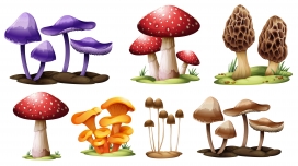 多彩蘑菇菌类植物