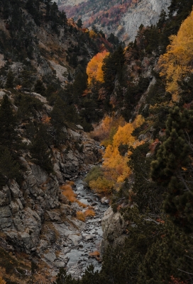 秋季水沟风景图