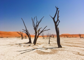 https://www.2008php.com/沙漠中的枯树