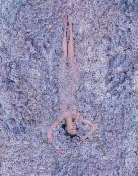 Hobopeeba的蒲公英