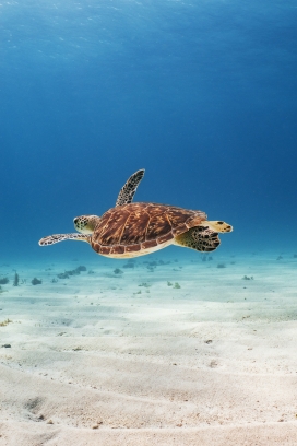蓝海中游泳的海龟