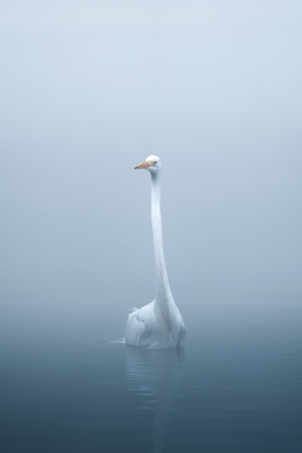 迷雾湖中的白色天鹅