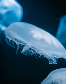 蓝色水母浮游生物