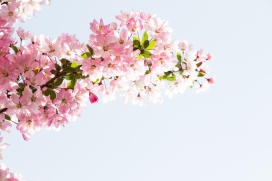 春季粉红色的梅花