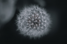 蒲公英花絮黑白图