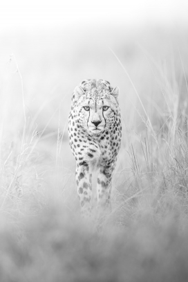 非洲草原花豹黑白摄影图