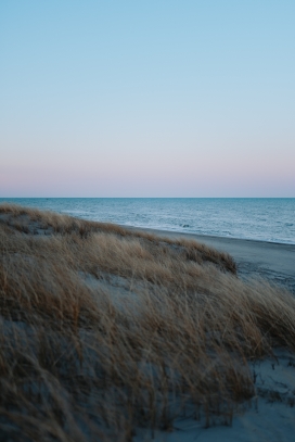 蓝粉色的海岸线枯草美景图