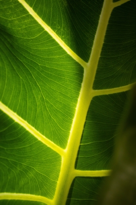 绿色卤蕨茎叶植物图片