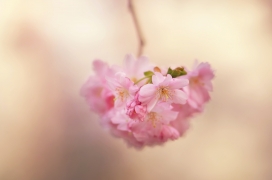 春季粉红色的樱花花朵