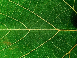 叶路清晰的绿叶