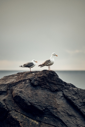 海岩石上的栖息的2只海鸥