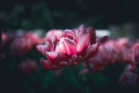 唯美红色郁金香花瓣植物图