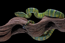 缠在树上的绿树蟒蛇