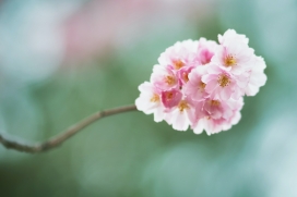 镜头下的微距樱花图