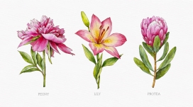 水墨风水粉花卉植物素材下载