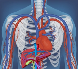 人体胸部肺部心脏器官素材下载