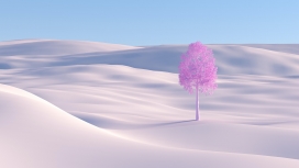 唯美的沙漠紫色树
