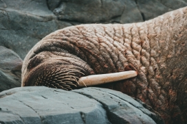 睡觉中的海狮