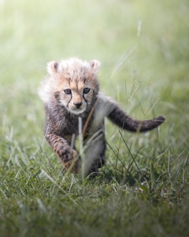 草原上奔跑的幼崽猎豹