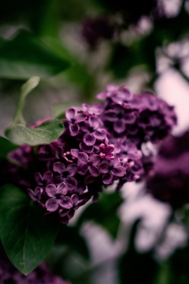 紫色丁香花图