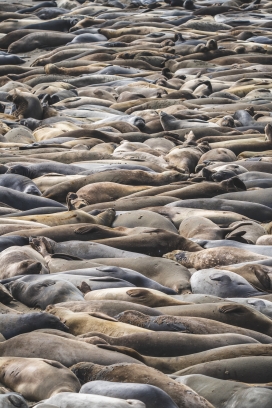 一堆躺在海滩上休息的海豹