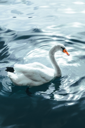 湖中的白天鹅