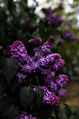 紫色丁香花花朵图