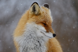 寒冬下的北极狐