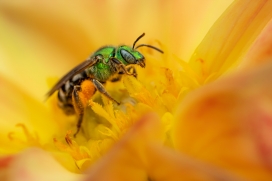 黄色花瓣中的绿头苍蝇