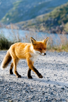 路边游荡的赤狐