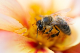 吮吸花蜜的蜜蜂