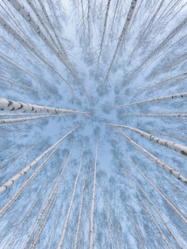 仰拍的冬季白桦林图片