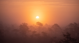 被雾气笼罩的森林早晨