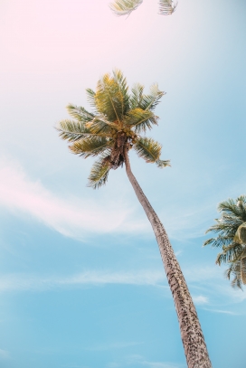 蓝天下的椰树