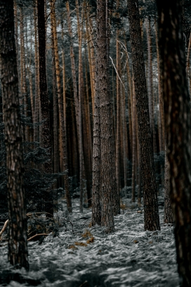 冬季森林树木图