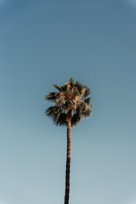 蓝天下的棕榈树植物
