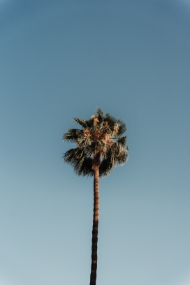 蓝天下的棕榈树植物