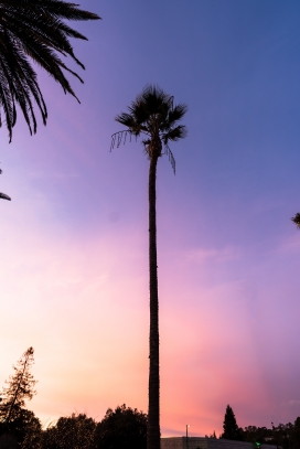 晚霞中的棕榈树