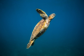 游泳的海龟图